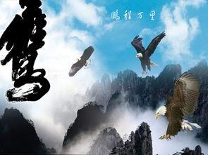 老鹰蜕变的视频,揭秘老鹰蜕变之旅