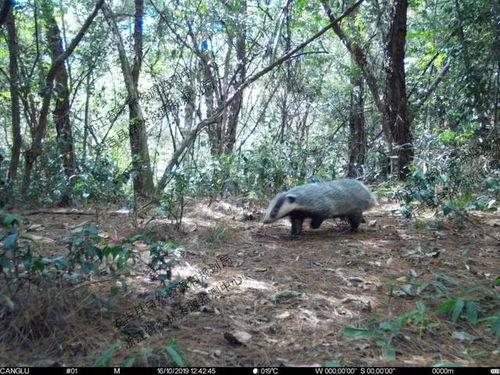 抓野生獾子视频,自然生态下的神秘掠食者