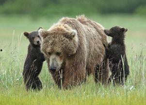 熊崽视频下,萌态可掬的动物世界瞬间