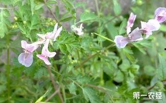 元胡种植视频,从播种到收获的绿色之旅