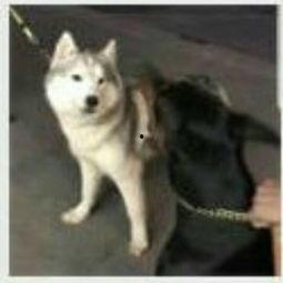 凶犬视频,现场情况令人胆寒