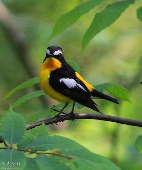 白眉姬鹟叫声视频,揭秘山林中的清脆旋律