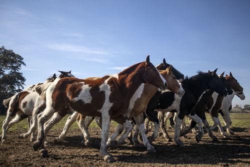 奔跑的马视频,捕捉奔跑马儿的瞬间风采