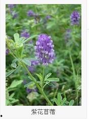 苜蓿草种植方法视频,视频教程详解