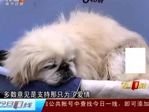 大公狗配小母狗视频,大公狗与小母狗的甜蜜互动瞬间