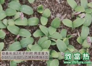 黄瓜的修剪技术视频,黄瓜高效修剪技巧解析